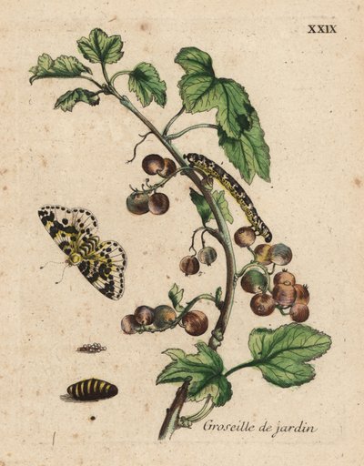 Stachelbeerstrauch, Gartenstachelbeere, Ribes uva-crispa mit Motte, Raupe und Puppe, Tafel XXIX von Unknown